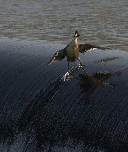 Duck.jpg