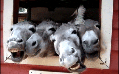 E663003E-6AA9-4E2C-9F47-2C1168157229.gif