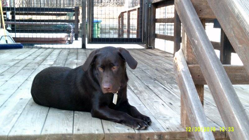 Elvis 12-30-2015 7 months old lying on deck.JPG