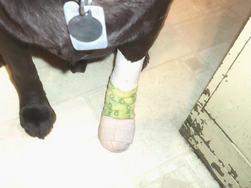 Elvis after surgury abscesses on his foot 002.JPG