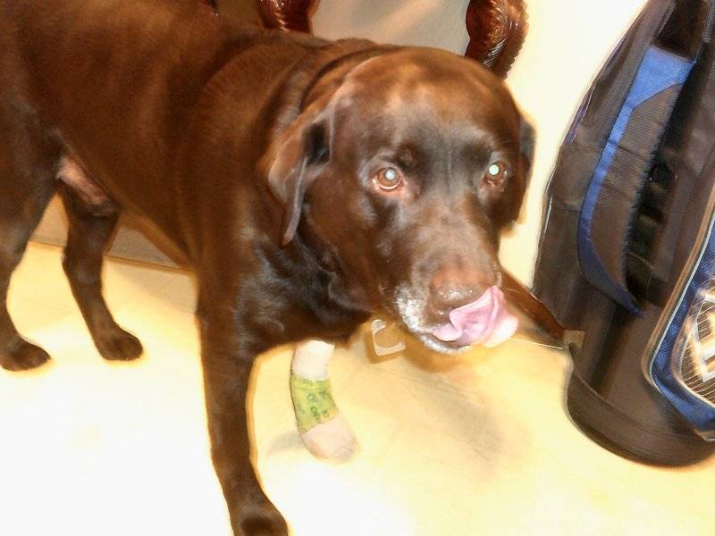 Elvis after surgury abscesses on his foot 003.JPG