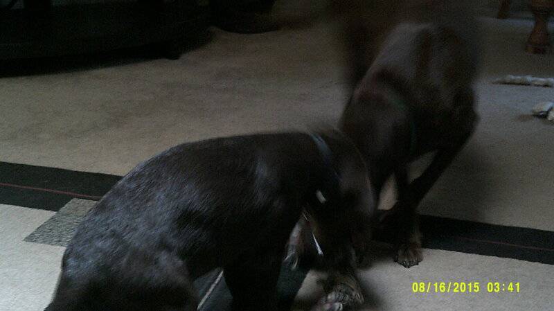 Elvis & Bubba 8-16-2015 10.5-weeks wrestling.JPG