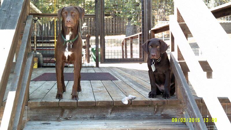 Elvis & Bubba 9-3-2015 3 months old on steps.JPG