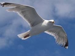 english-flying-herring-gull-larus-argentatus-baltic-sea-4.jpg