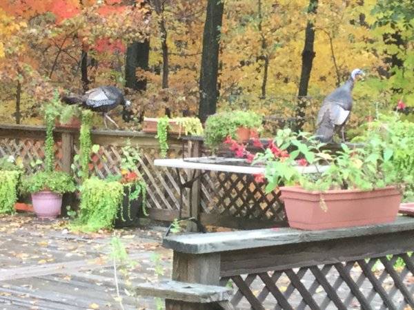 fall.jpg