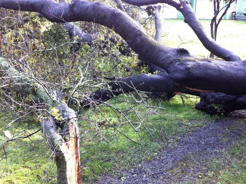 Fallen tree 4.JPG