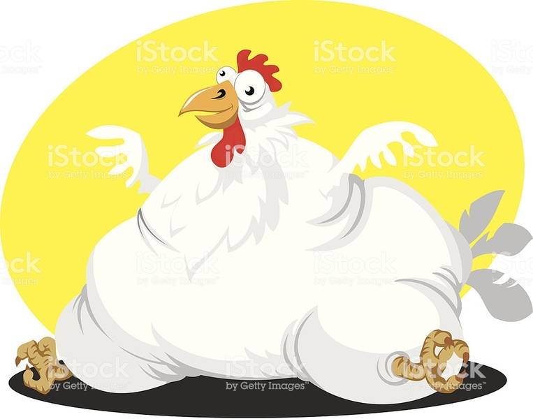 fat-chicken-illustration-id165722148.jpg