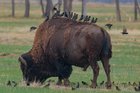 r/Denver - Bison covered in Starlings, Rocky Mountain Arsenal National Wildlife Refuge, Colorado