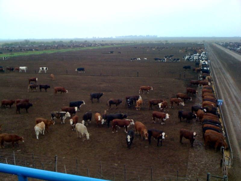 feed lot.jpg