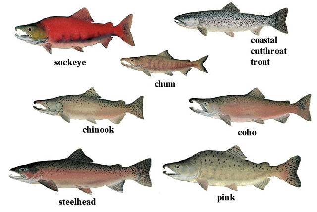 Fish salmon species.jpg