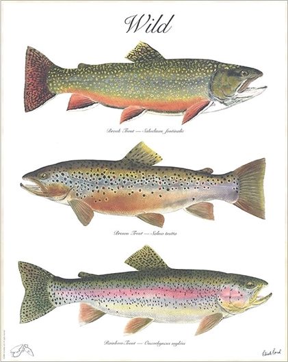 Fish species of wild trout.jpg