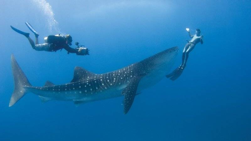fishes-ocean-underwater-whale-shark-sea-fish-images-in-cartoon-1920x1080-jpg.jpg