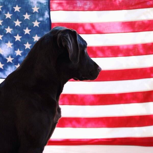 Flag & a Lab Black.jpg