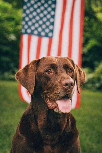 Flag & a Lab Chocolate.jpg