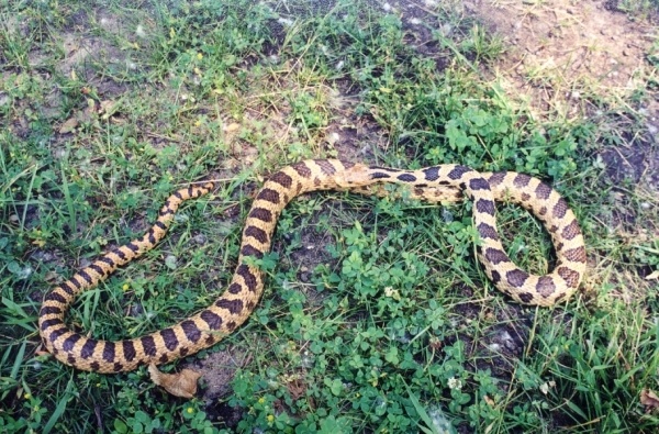 fox_snake_02_squiggles.jpg