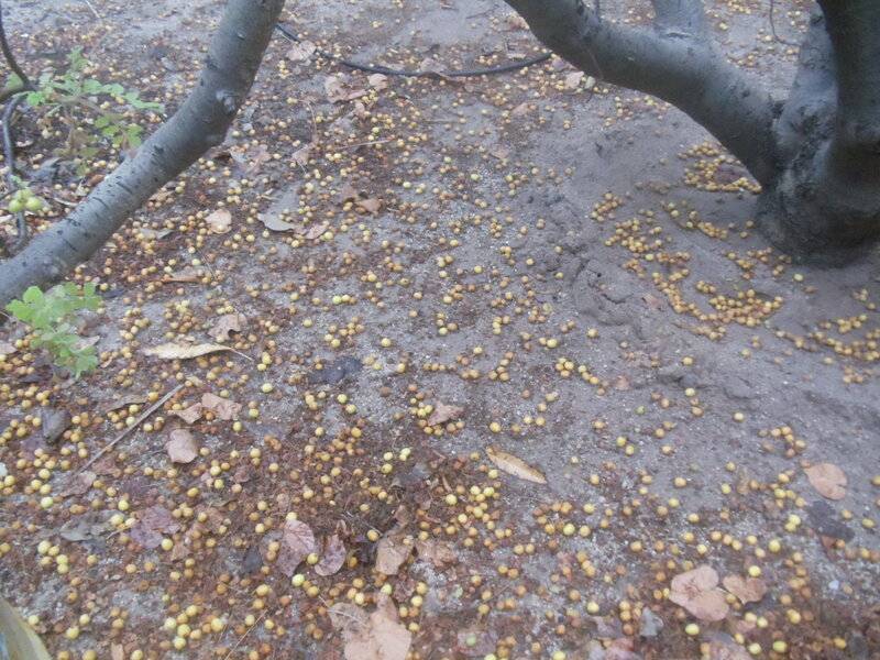 Scientific Name Cyrtocarpa edulis For B Bodies Only Classic Mopar Forum