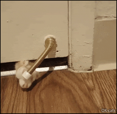 Funny Cat GIF • Invisible cat playing door stop game with paw under the door. Cheapest Cat toy.gif