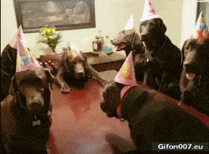 Funny-Video-Dogs-Birthday-Party-Gif.gif