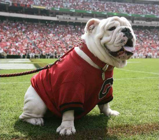 Georgia_Mascot_Dies_F_Albe.max-640x480.jpg