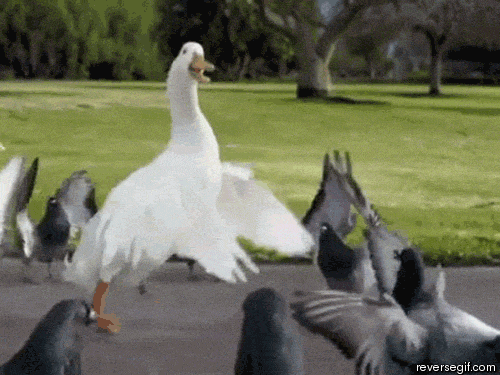 giphy (10).gif