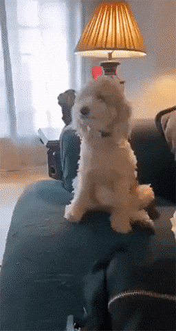 giphy (15).gif