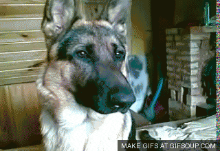 giphy (15).gif