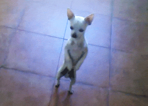giphy (23).gif