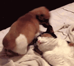 giphy (24).gif