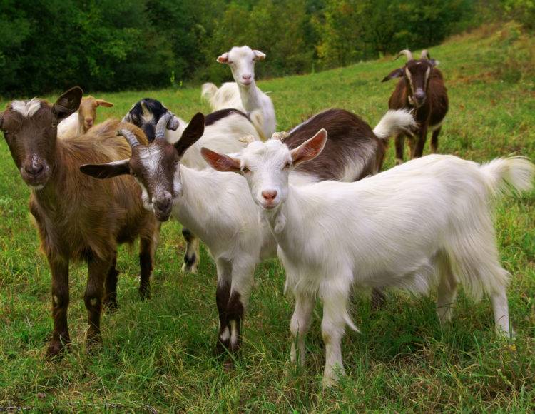 goats-750x580.jpg