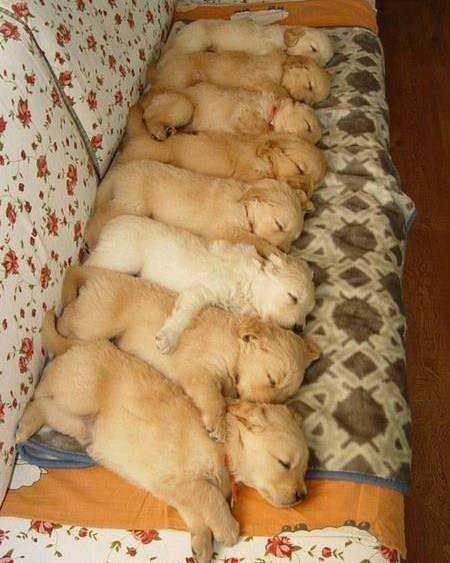 Golden Retriever Pups.jpg