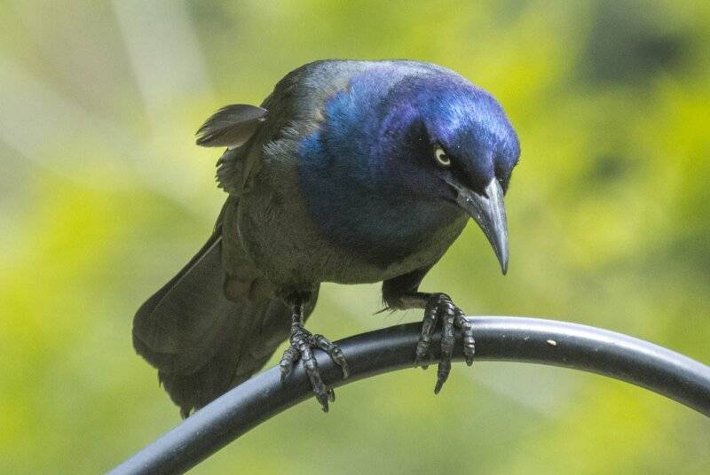 grackle.jpg