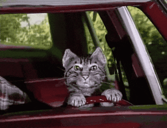 grey-cat-driving-a-car-bep0rmcvlpc4b5zz.gif