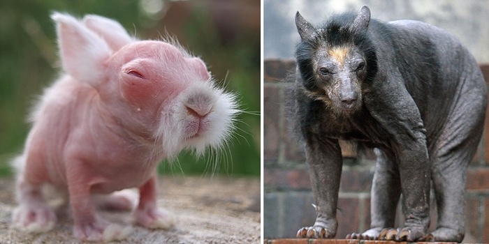 hairless-bald-animals-fb__700.jpg