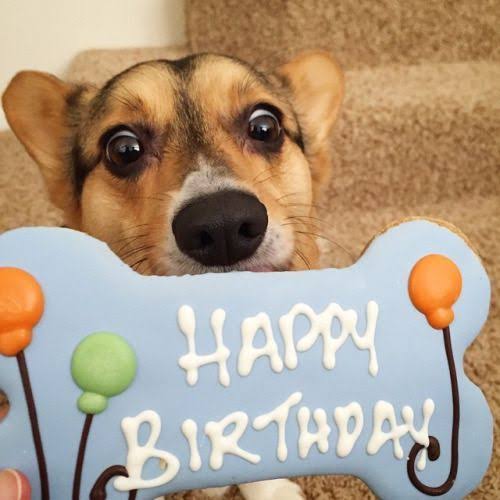 happy bd dog 2.jpg