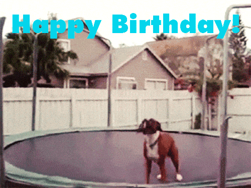 Happy Birthday Dog Bouncing on a Trampolene.gif