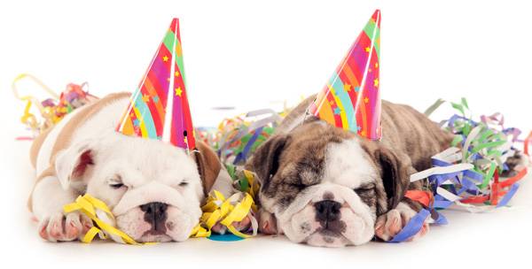 Happy Birthday Dog bulldog puppies.jpg