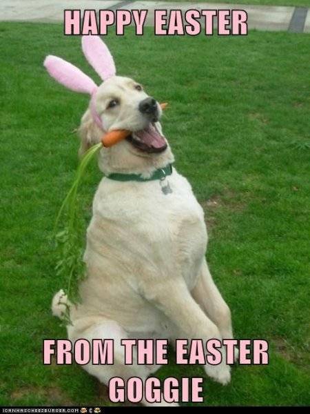 Happy Easter Dog dressed as easter bunny.jpg