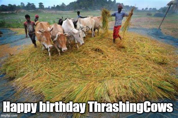 HBD Thrashingcows.jpg