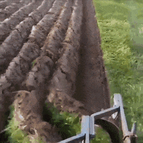 HighSpeedyArawana-size_restricted.gif