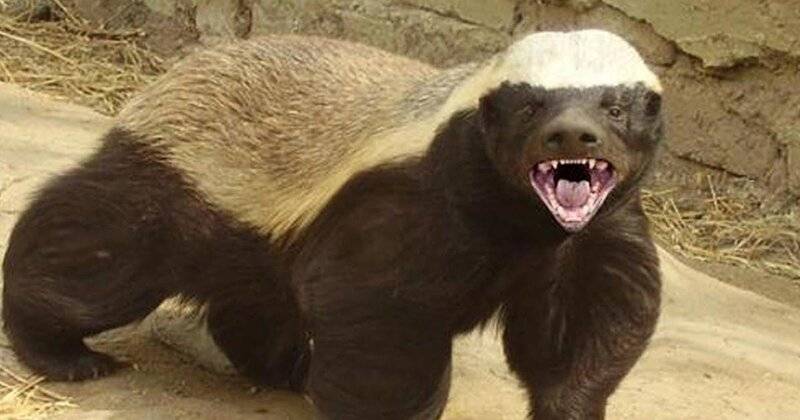 honey-badger.jpg