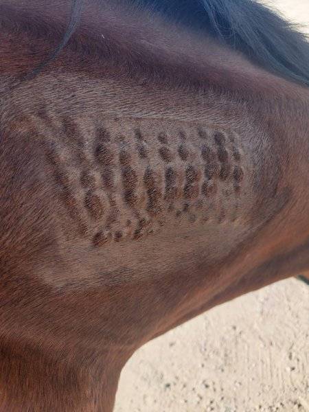 horse.jpg