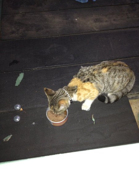IMG_0369.jpeg