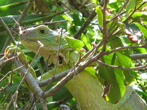 IMG_1593_2.JPG