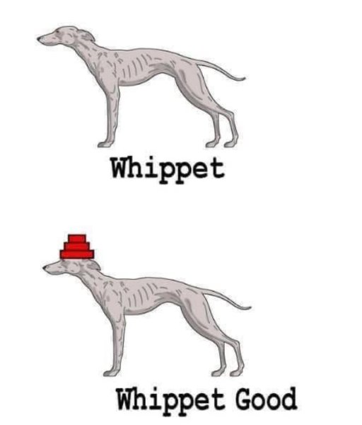 IMG_2364.jpeg