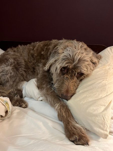 Irvie bed time.jpg