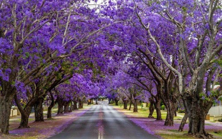 JACARANDA TREE (Small).jpg