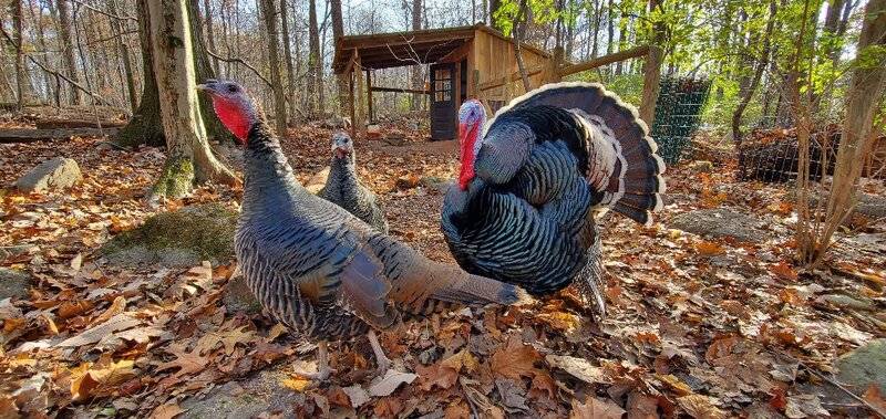 Justin's Turkeys.jpg