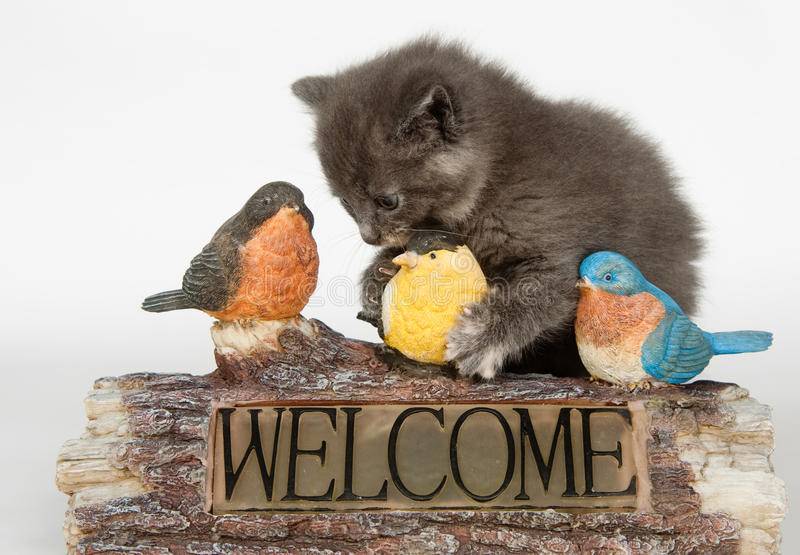 kitten-decorative-welcome-sign-12894670.jpg