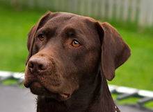 Labrador_Retriever_chocolate_Hershey_sit_(cropped).jpg