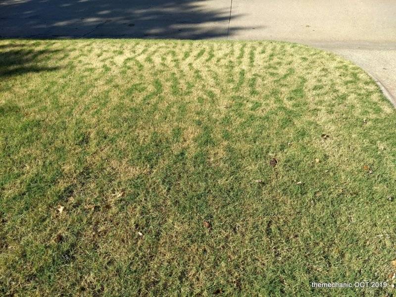 lawn stripes.jpg